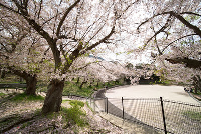 View of cherry blossom from tree