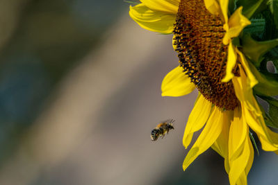 A bumblebee flies to a yellow sunflower to eat nectar