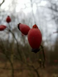 Close-up of red berries on tree