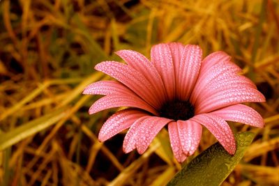 Close-up of pink flower against blurred background