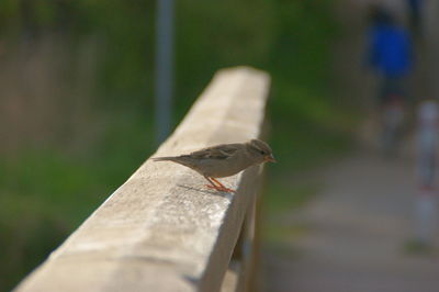 Close-up of bird perching on wood