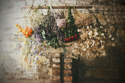 Close-up of plants against wall