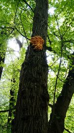 Low angle view of tree in forest