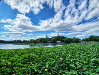 Scenic view of flowering plants against sky