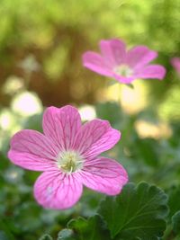 Close-up of pink flower blooming outdoors