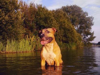 Dog by lake against sky