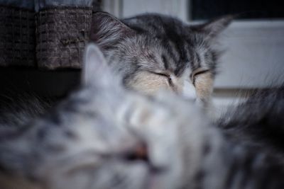 Close-up of cat sleeping