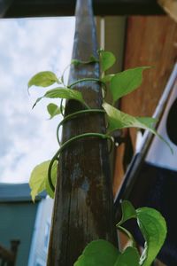 Close-up of potted plant