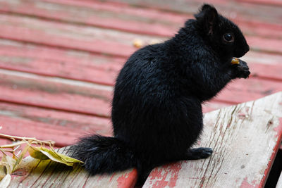 Close-up of a black squirrel with no tail