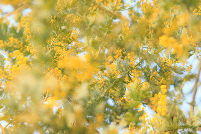 Low angle view of yellow flowers