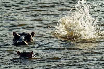 Hippo in st-lucia south africa