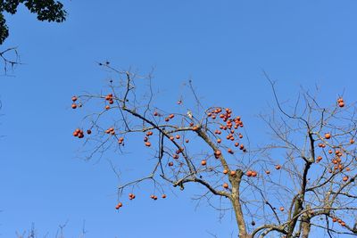 Low angle view of flowering plants against clear blue sky