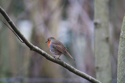 Close-up of robin perching on branch