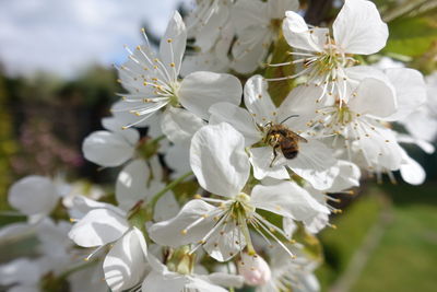 Close-up of bee on white cherry blossom