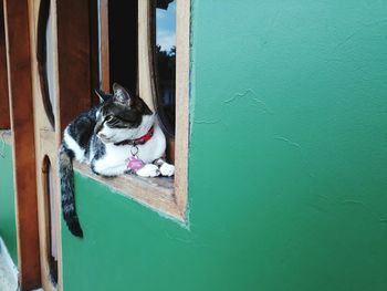 Close-up of cat relaxing on door