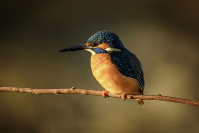 Close-up of kingfisher perching on branch