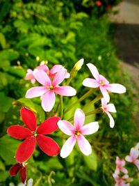 Close-up of flowers blooming outdoors