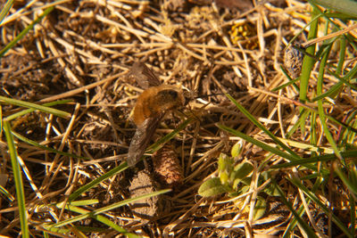 High angle view of lizard on land