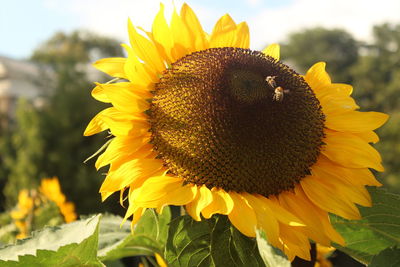 Close-up of sunflower