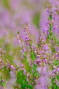 Close-up of bee pollinating on purple flower