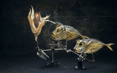 Dried fish and corn on stand