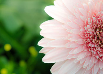 Close-up of pink flower