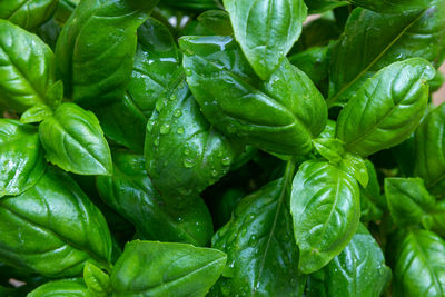 Full frame shot of fresh green plants