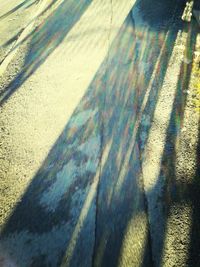 Shadow of tree on the wall