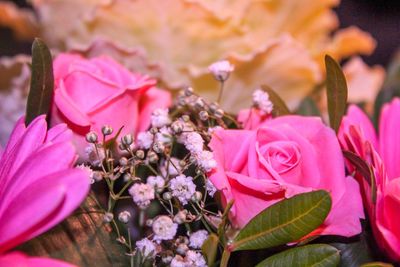 Close-up of pink roses