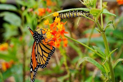 Close-up of butterfly pollinating on flower