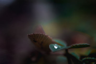 Close-up of mushroom growing outdoors