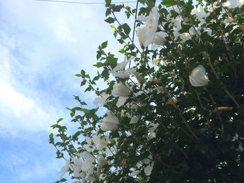 Low angle view of tree against sky