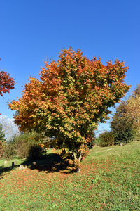 Trees on field against clear sky during autumn