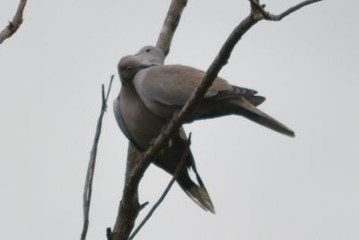 Low angle view of bird perching on branch