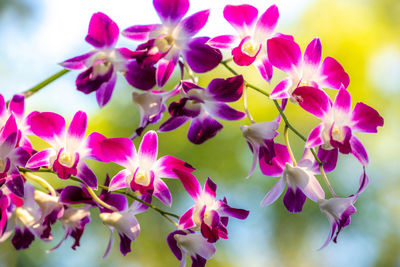 Close-up of pink flowering plants