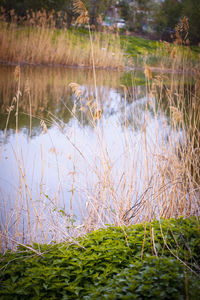 Close-up of grass by lake