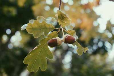 Close-up of acorns on tree during autumn