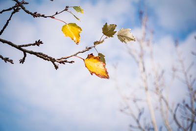 Low angle view of leaves on plant against sky