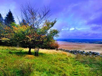 Tree by sea against sky
