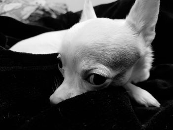 Close-up of a dog resting at home