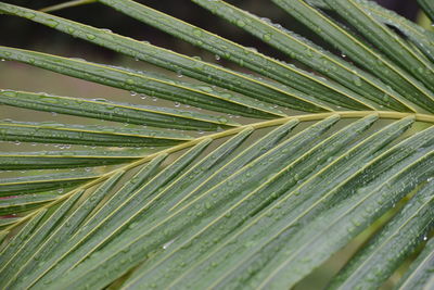 Close-up of leaves