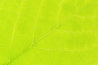 Macro shot of green leaf