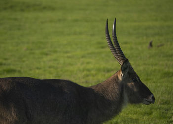 Side view of wild animal on field