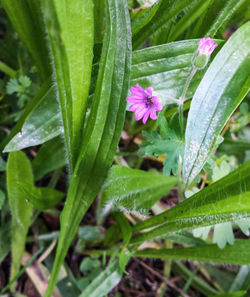 Close-up of flowers