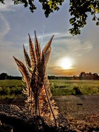 Scenic view of field against sky during sunset