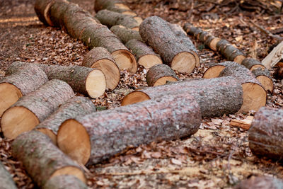 Close-up of logs in forest