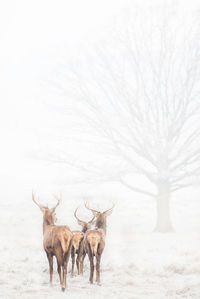 Deer on landscape against the sky