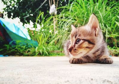 Cat looking away