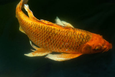 Close-up of fish swimming in sea