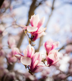 Close-up of pink cherry blossoms